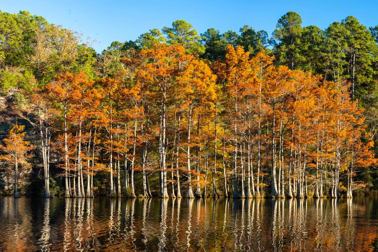 Fall-colored cypress trees reflected in calm water in southeast Oklahoma.